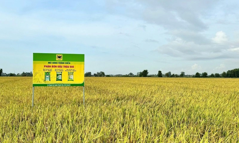 Thực trạng canxi đất lúa vùng ĐBSCL từ kết quả chương trình “Canh tác lúa thông minh”