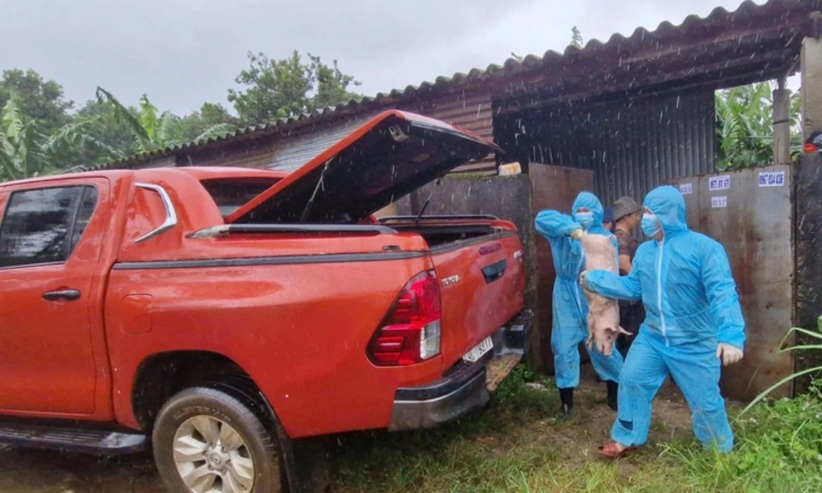 Lâm Đồng: Tiêu hủy đàn heo hơn 200 con nhiễm dịch tả châu Phi