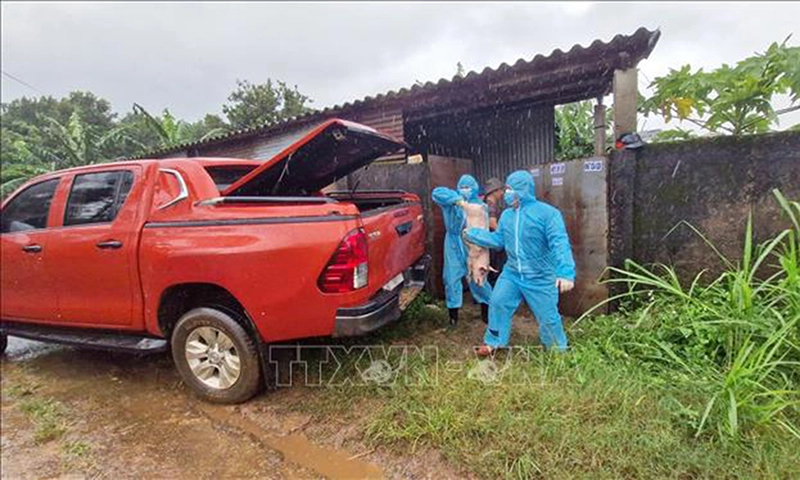 Tuyên Quang công bố dịch tả heo ở 52 xã, Lâm Đồng tiêu hủy 240 con heo bệnh