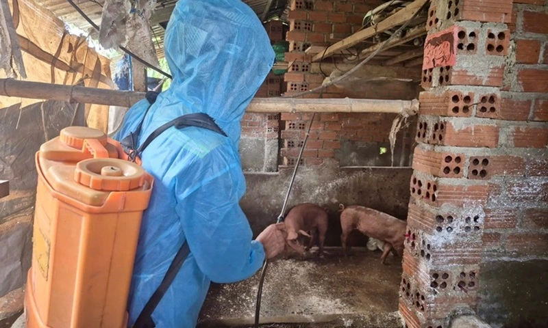 Nhiều xác heo chết trôi nổi trên mương ở Đắk Lắk được xác định nhiễm vi rút tả heo châu Phi