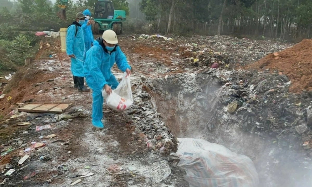 Thanh Hóa: Hơn 7.000 con heo bị tiêu hủy do dịch tả châu Phi