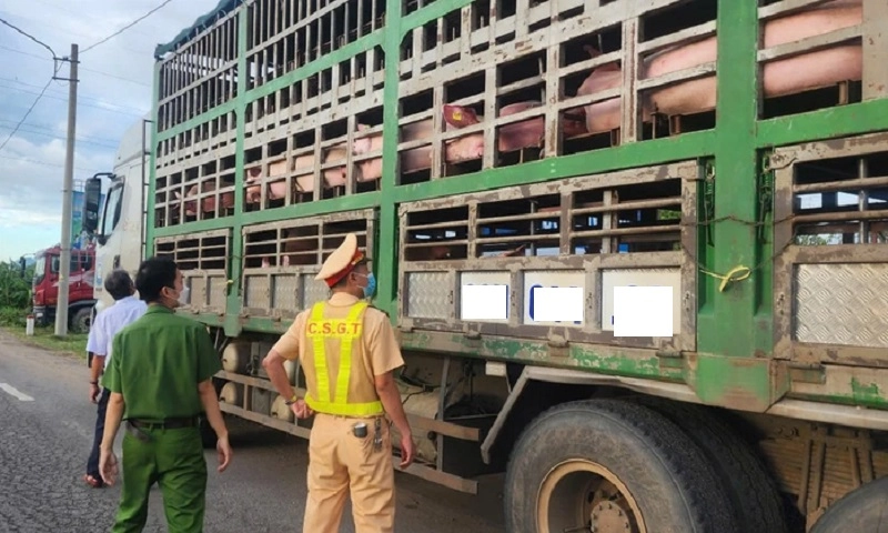 Phát hiện 97 con heo nhiễm dịch tả châu Phi trên đường vận chuyển ở Đắk Lắk