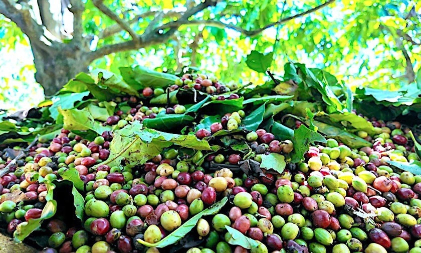 Giá cà phê hôm nay 3/8: Trong nước giữ mức 99.500 đồng/kg