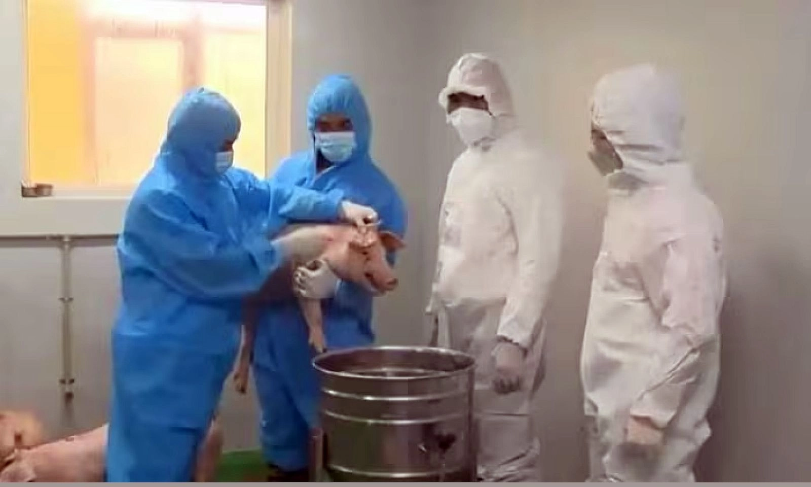 Dịch tả heo châu Phi lan rộng tại hơn 30 tỉnh, hàng trăm ngàn con heo bị tiêu hủy
