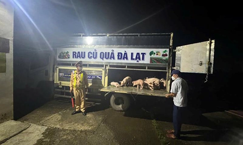 Đắk Lắk: Cảnh sát giao thông phát hiện xe chở heo bệnh, lập chốt chặn dịch bùng phát