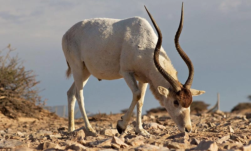 Con linh dương Addax cực kỳ quí hiếm được sinh ra tại vườn thú Kansas