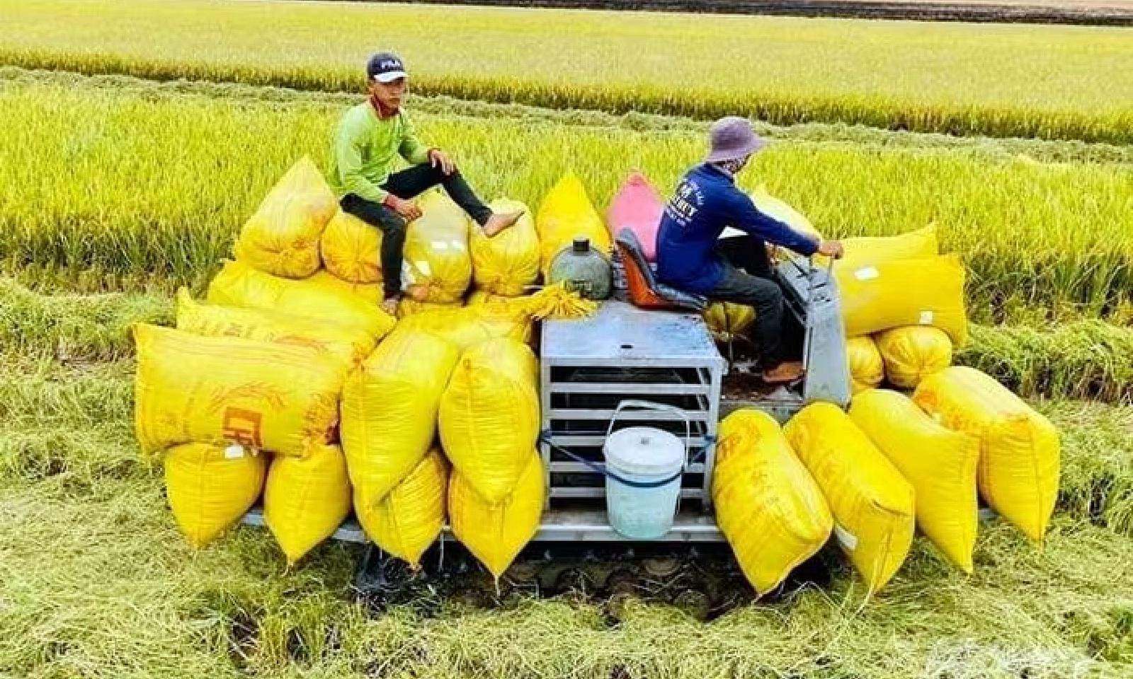 Việt Nam lên phương án ứng phó việc Philippines tạm dừng nhập khẩu gạo