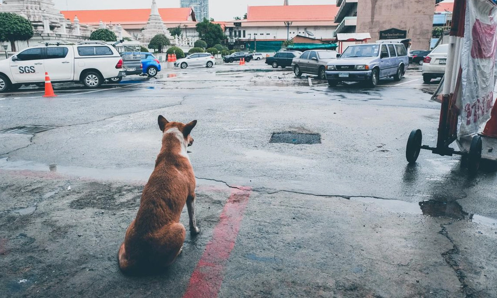 Bệnh dại bùng phát tại thủ đô Thái Lan