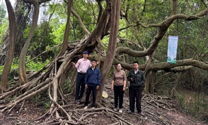 Những cây trăm tuổi thành Cây Di sản Việt Nam