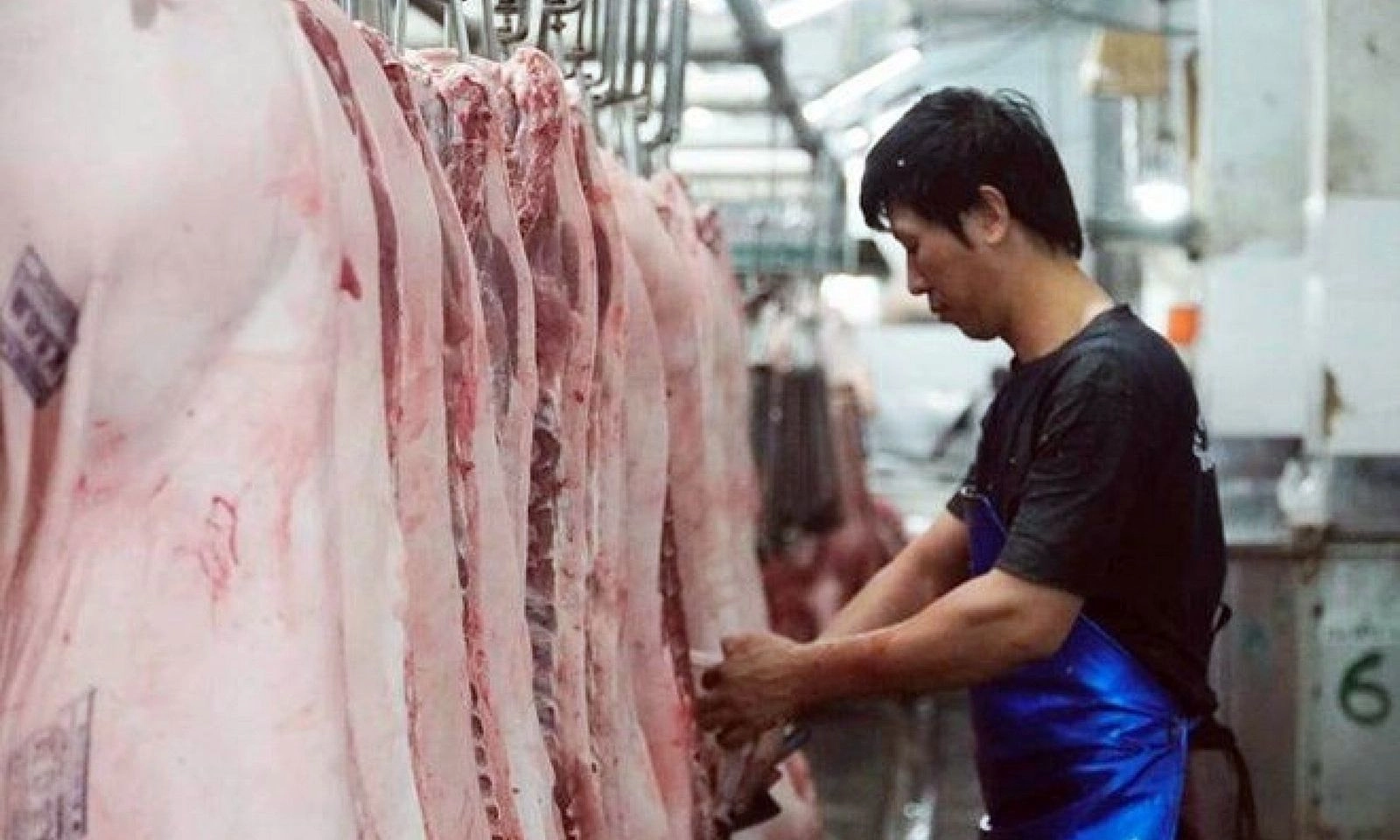 Giá heo hơi ngày 14/9: Thị trường giữ ổn định, miền Nam cao nhất cả nước