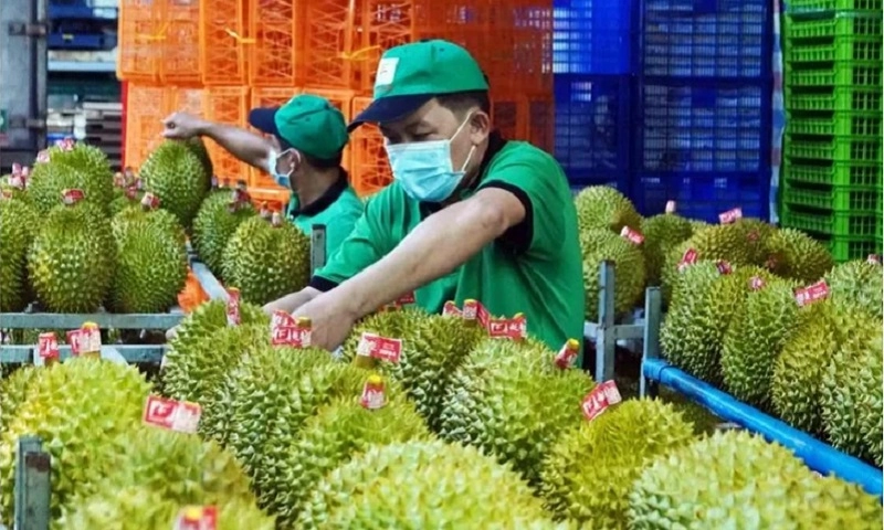 Xuất khẩu rau quả Việt Nam bứt phá nhờ sầu riêng và mở rộng thị trường
