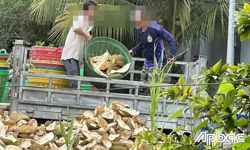 Đồng Tháp: Xử phạt hành vi đổ vỏ sầu riêng gây ô nhiễm môi trường 