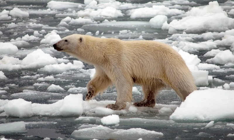 Thụy Điển: Biến đổi khí hậu khiến 8 sông băng biến mất  