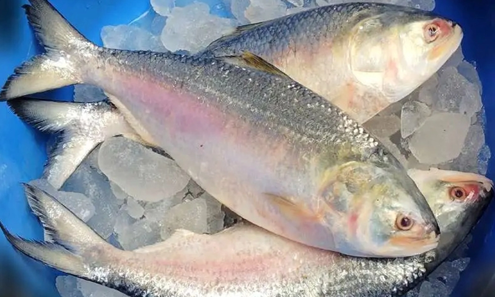 Bangladesh huy động tàu chiến, máy bay để bảo vệ loài cá Hilsa