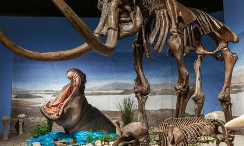 Phát hiện hà mã từng sinh sống ở Trung Âu cách đây 40.000 năm