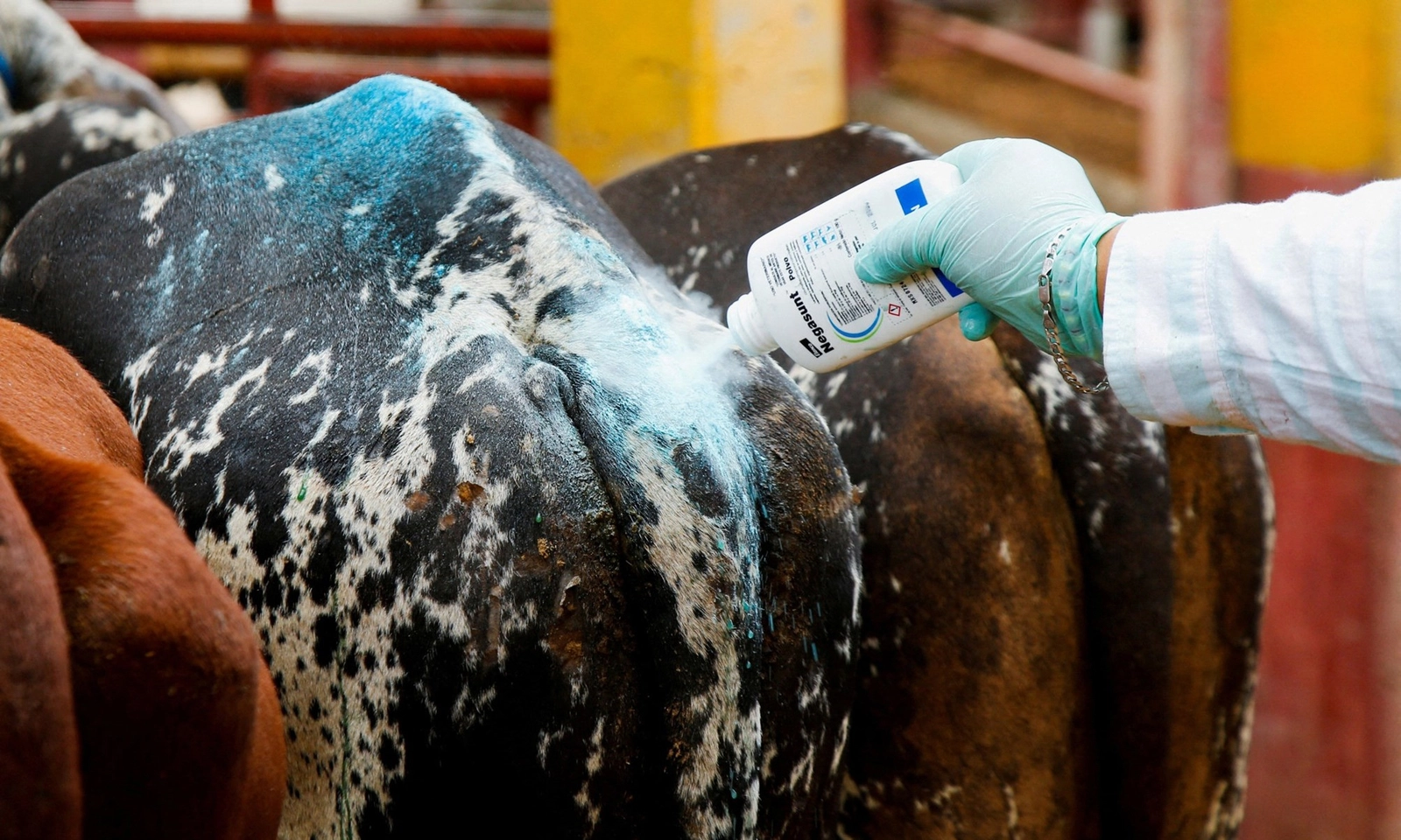 Mexico khẩn trương xây dựng nhà máy ruồi vô sinh để tiêu diệt ký sinh trùng ăn thịt