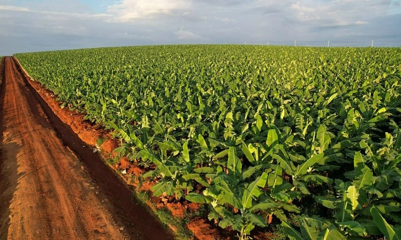 Phát triển kinh tế trang trại hiện đại, bền vững: Cần tư duy mới, chính sách vượt trội