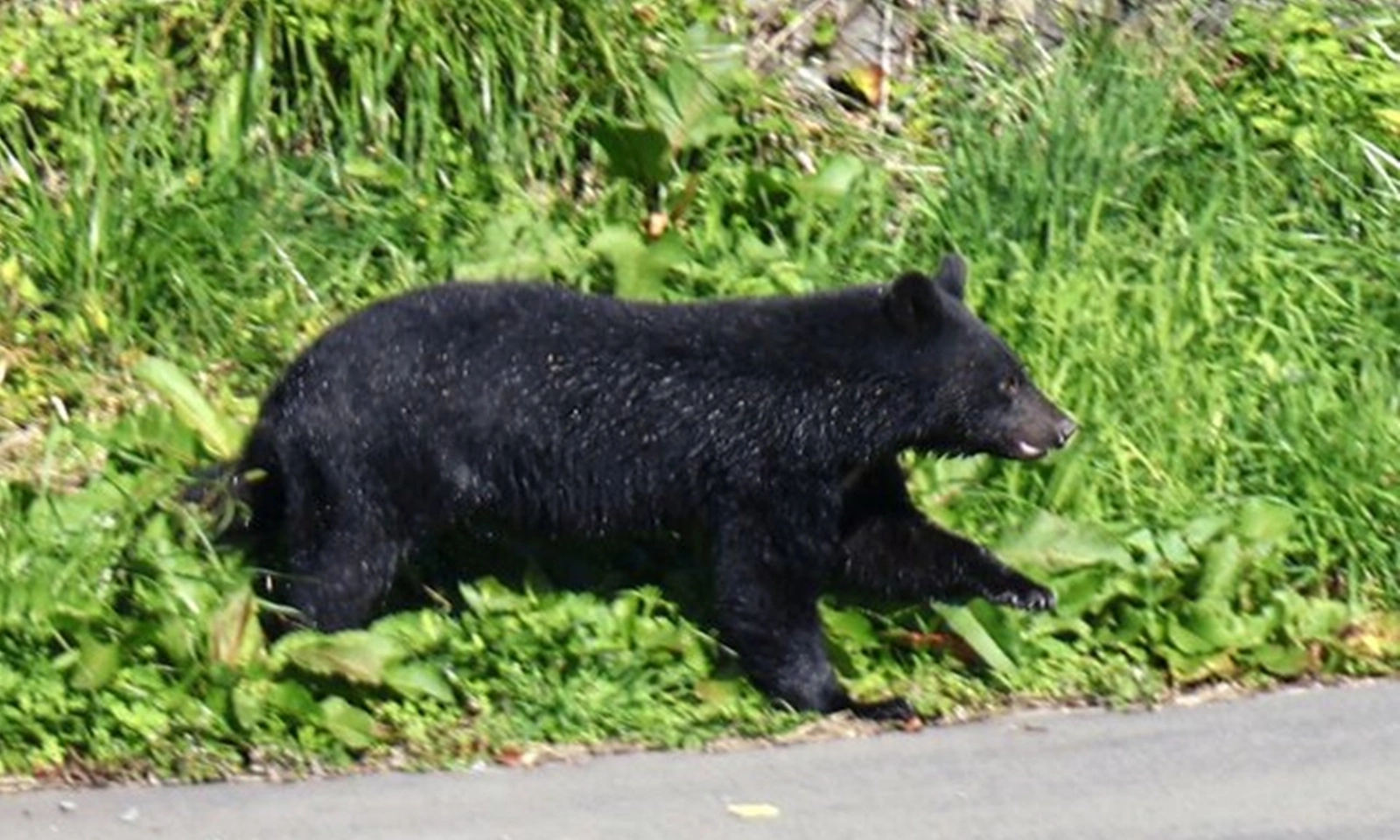 Nghiên cứu mới: Nằm sấp giúp ngăn ngừa chấn thương nghiêm trọng khi bị gấu tấn công