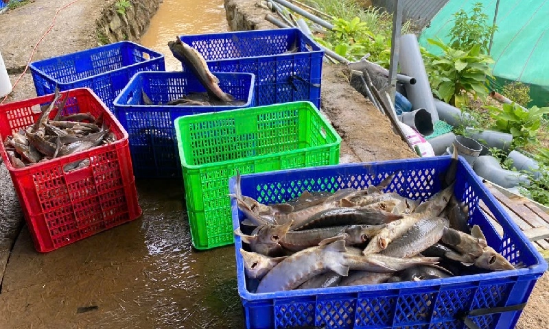 Sạt lở núi ở Quảng Ngãi làm gần 70 tấn cá tầm chết, thiệt hại hơn 8 tỷ đồng