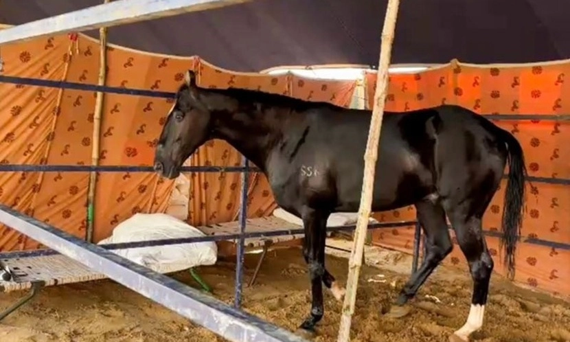 Ngựa trị giá hơn 44 tỷ đồng gây chú ý tại hội chợ gia súc lớn nhất Ấn Độ