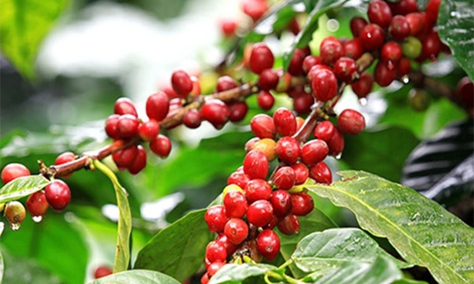 Giá cà phê trong nước tiếp tục tăng mạnh