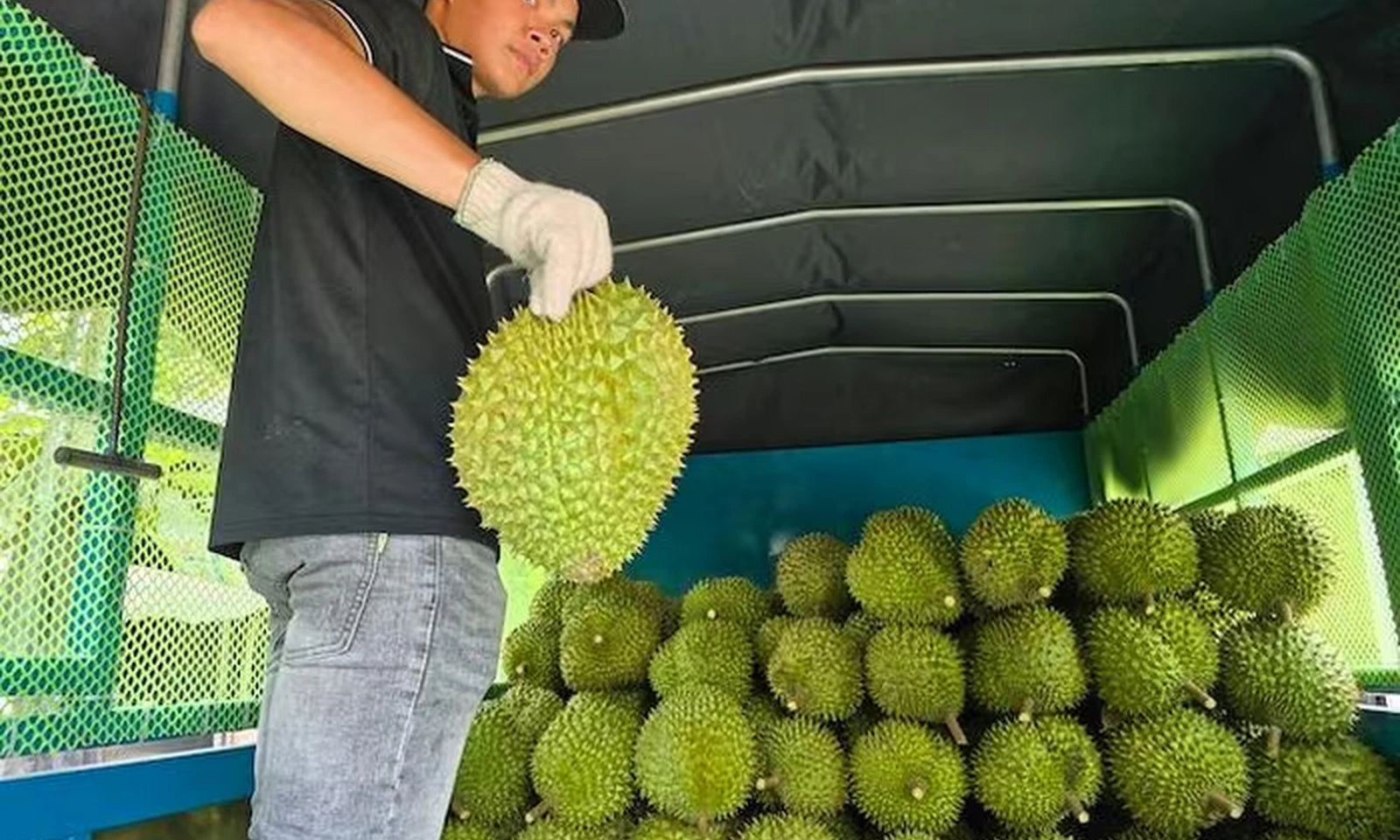 Xuất khẩu sầu riêng thông suốt trở lại sau một tuần ách tắc kiểm nghiệm