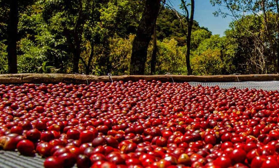 Ly cà phê gần 1.000 USD ở Dubai pha từ loại hạt hiếm nhất hành tinh