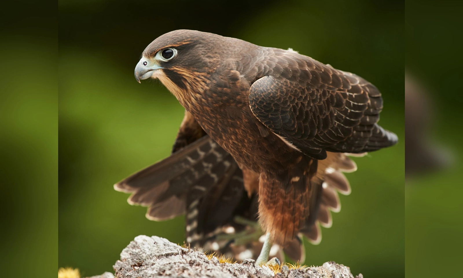 New Zealand cảnh báo người dân thận trọng trước loài chim có khả năng bay 200km/h