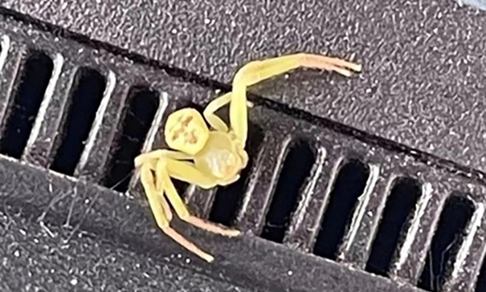 Xôn xao hình ảnh “nhện mặt người” ở Thái Lan – chuyên gia lên tiếng giải mã