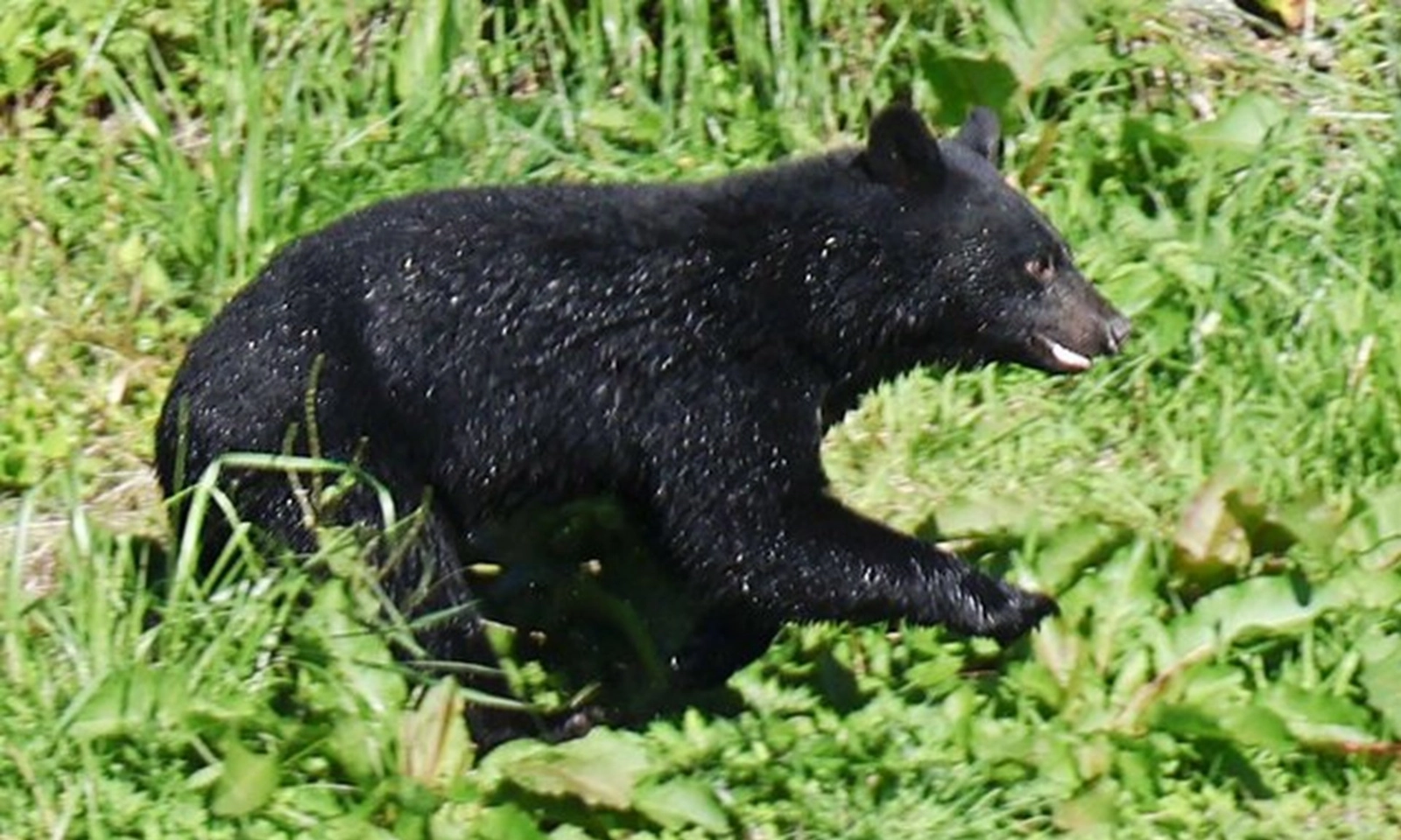 Nhật Bản chính thức cho phép cảnh sát sử dụng súng trường để diệt lại gấu