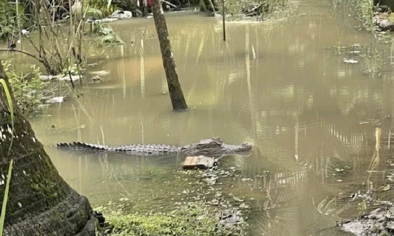 Cần Thơ truy tìm cá sấu dài 1,5 m xuất hiện tại khu dân cư