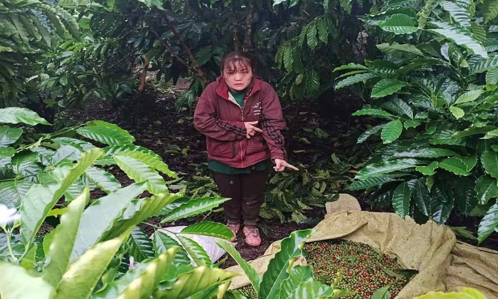 Bắt người phụ nữ hái trộm 170kg cà phê của hàng xóm