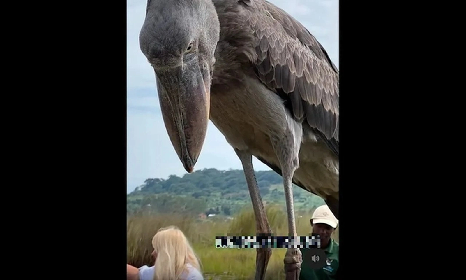 Chim cò mỏ giày khổng lồ bất ngờ đáp xuống thuyền du lịch ở Uganda