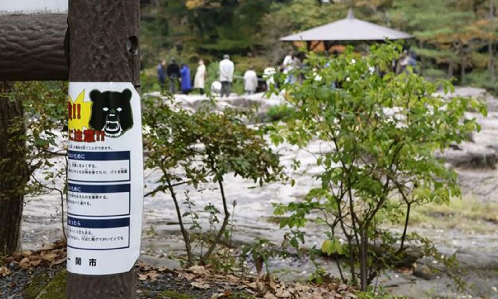 5 người Nhật bị gấu tấn công trong một ngày