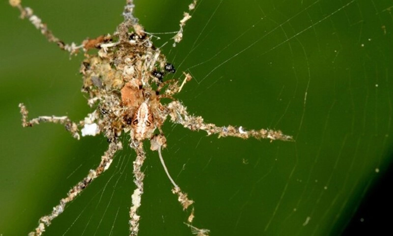Phát hiện loài nhện biết tạo “bù nhìn” để đánh lừa kẻ săn mồi