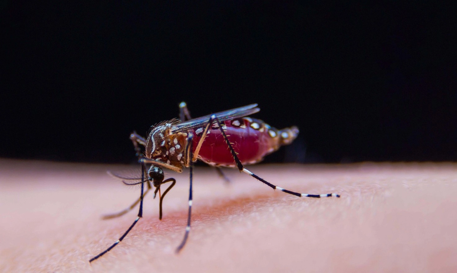 Thuốc điều trị sốt rét mới mang hiệu quả vượt trội, kháng nhiều chủng ký sinh trùng