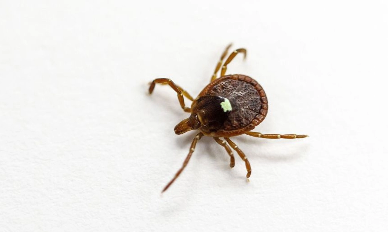 Người đàn ông tử vong do cơ thể âm thầm dị ứng thịt đỏ sau khi bị ve cắn