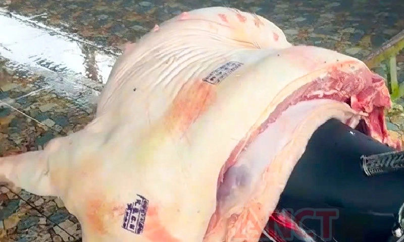 Khởi tố 3 cán bộ thú y ở Cần Thơ vì để heo bệnh được thông qua kiểm dịch