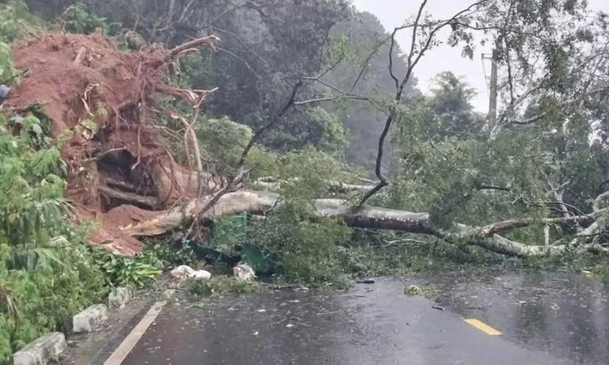 Đèo Mimosa tiếp tục sạt lở, cây lớn gãy đổ đè trúng ôtô