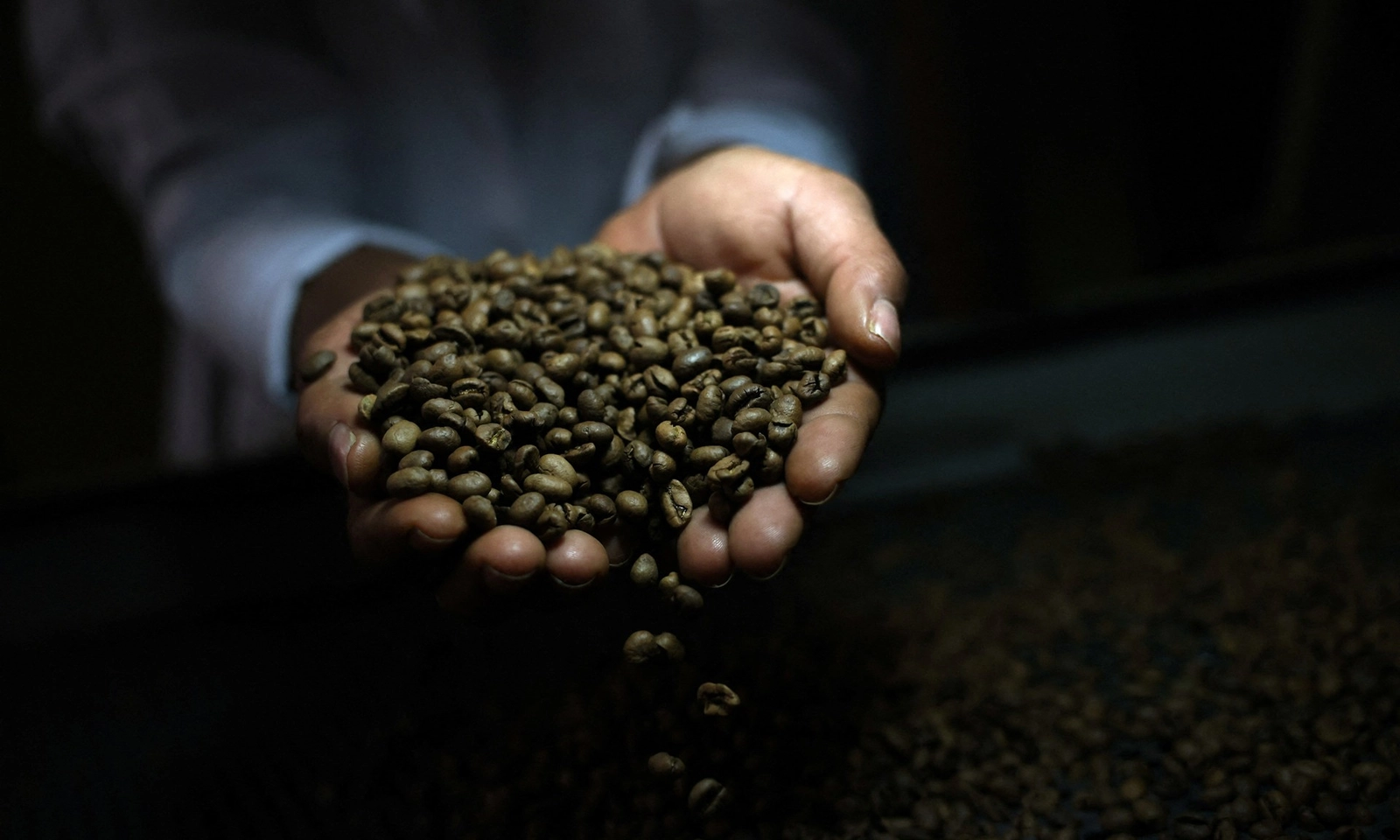 Giá cà phê giảm mạnh khi ông Trump dỡ bỏ mức thuế 40% đối với nông sản Brazil