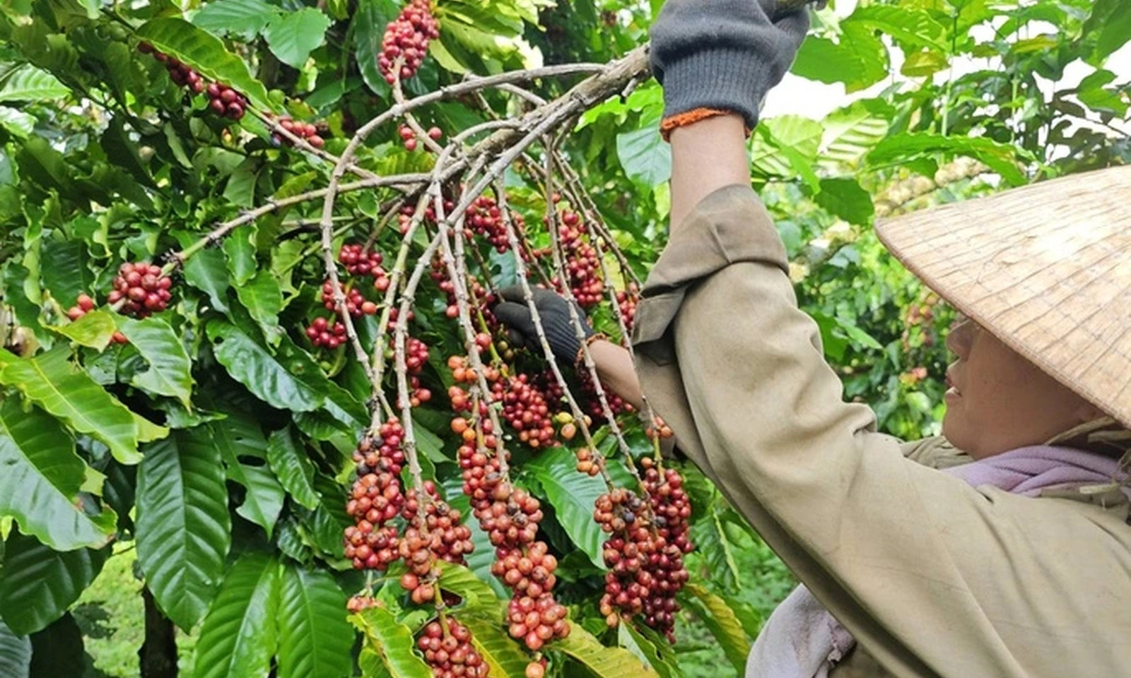 Cà phê, hạt điều và hạt tiêu lập đỉnh mới, dự báo mang về hơn 14 tỷ USD