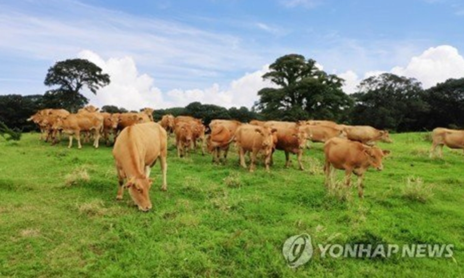 Hàn Quốc lần đầu tiên xuất khẩu thịt bò, thịt heo sang Singapore