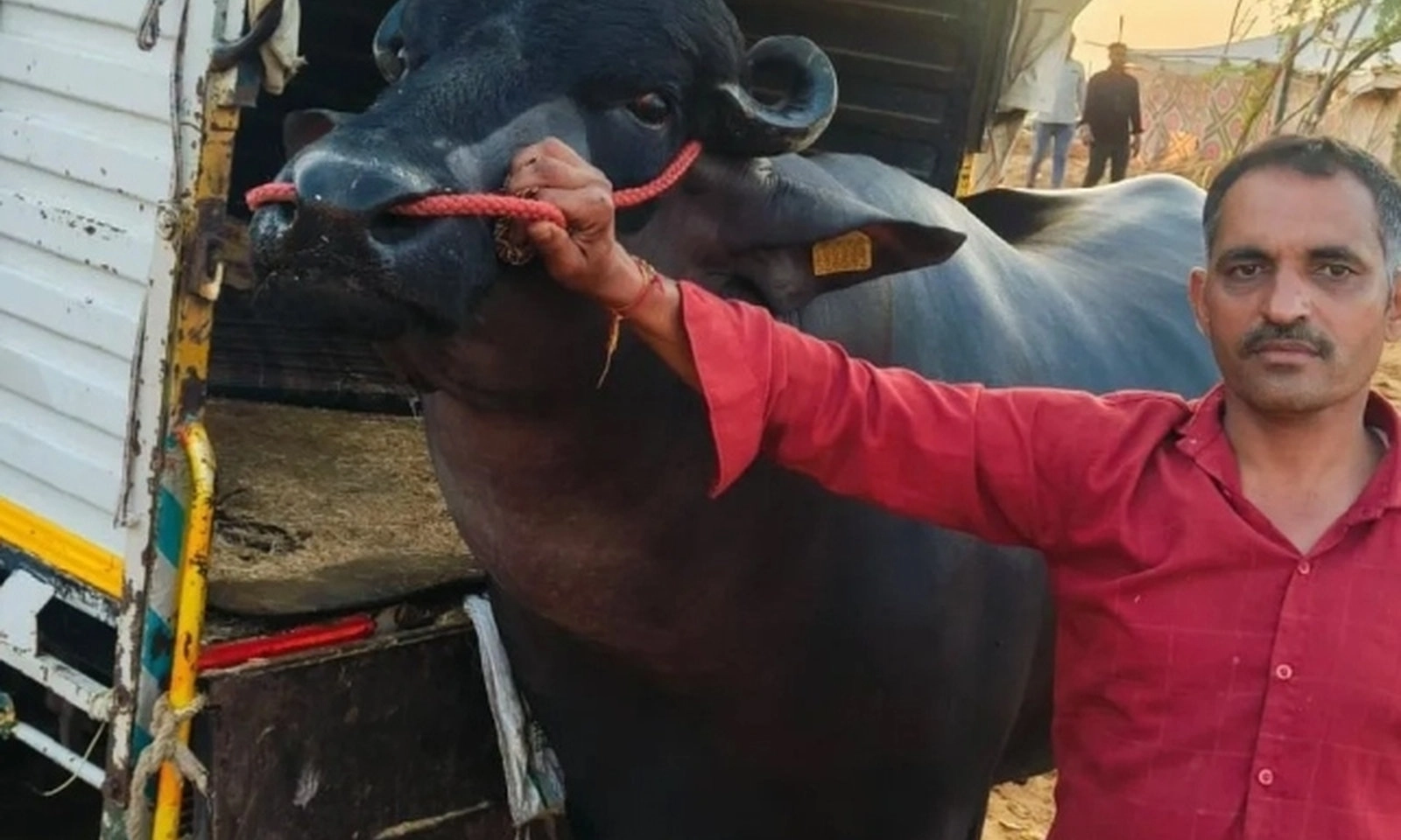 Con trâu đen khổng lồ được trả gần 62 tỷ đồng nhưng chủ vẫn không bán