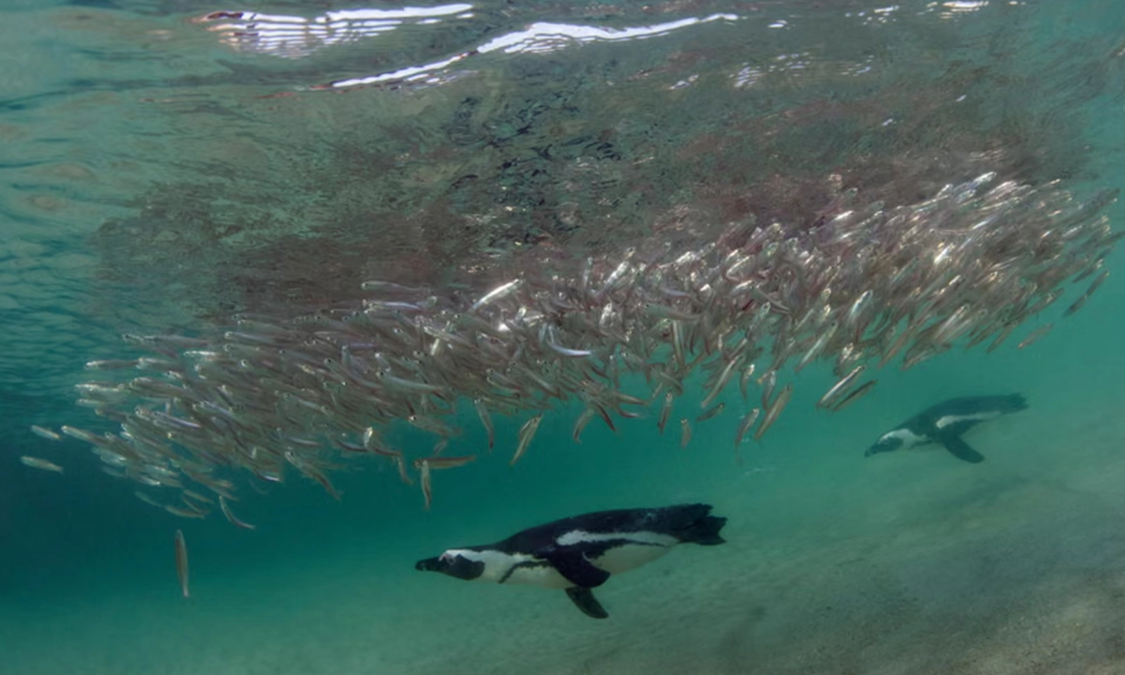 60.000 con chim cánh cụt châu Phi chết đói do lượng cá mòi giảm mạnh