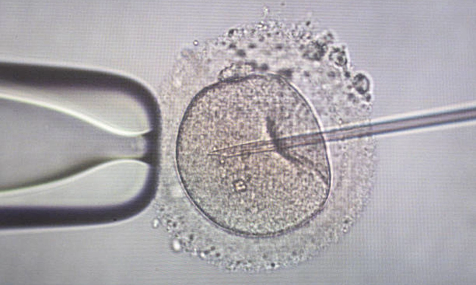 Nhật Bản đề xuất cấm và xử phạt việc cấy phôi thai đã qua chỉnh sửa gene