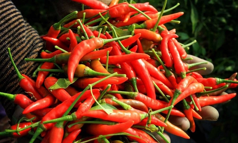 Việt Nam chi hơn 23 triệu USD nhập khẩu ớt 