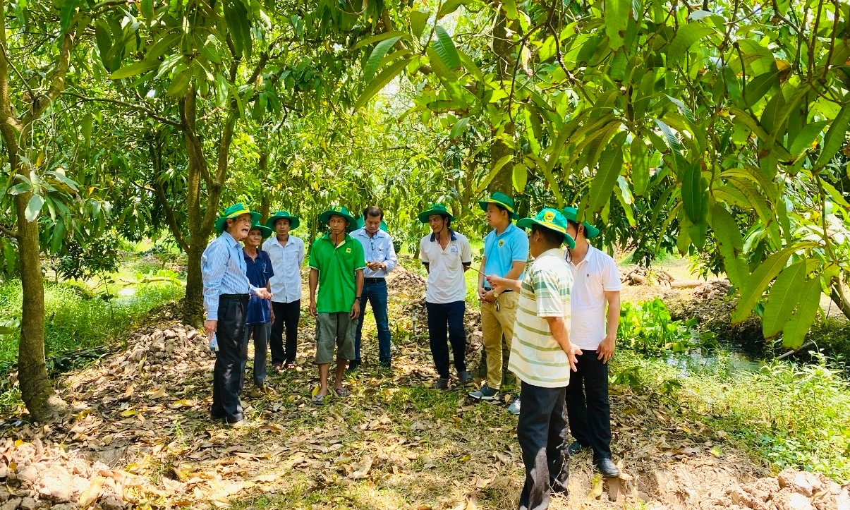 Giải pháp khoa học phục hồi vườn cây ăn trái ĐBSCL sau ngập úng