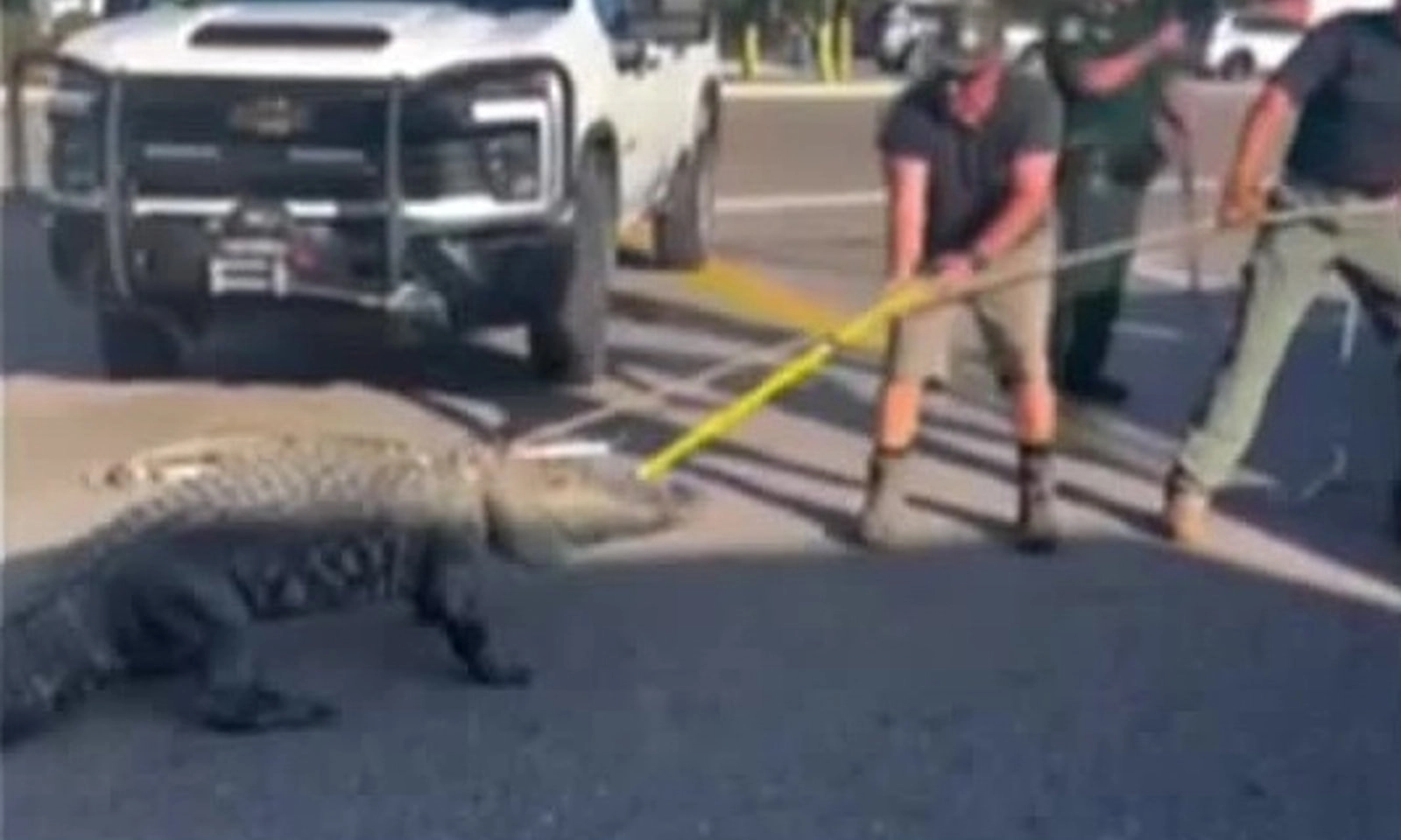 Cá sấu 3 mét xuất hiện trước cửa hàng tiện lợi