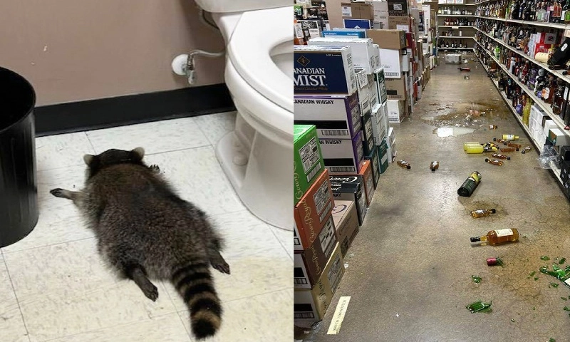 Gấu mèo “say xỉn” đột nhập cửa hàng rượu ở Mỹ: Lộ diện là vụ viếng thăm thứ ba trong cùng khu phố