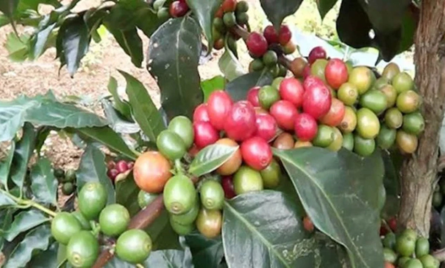 Giá cà phê lao dốc, rời mốc 100.000 đồng/kg do nguồn cung dồi dào